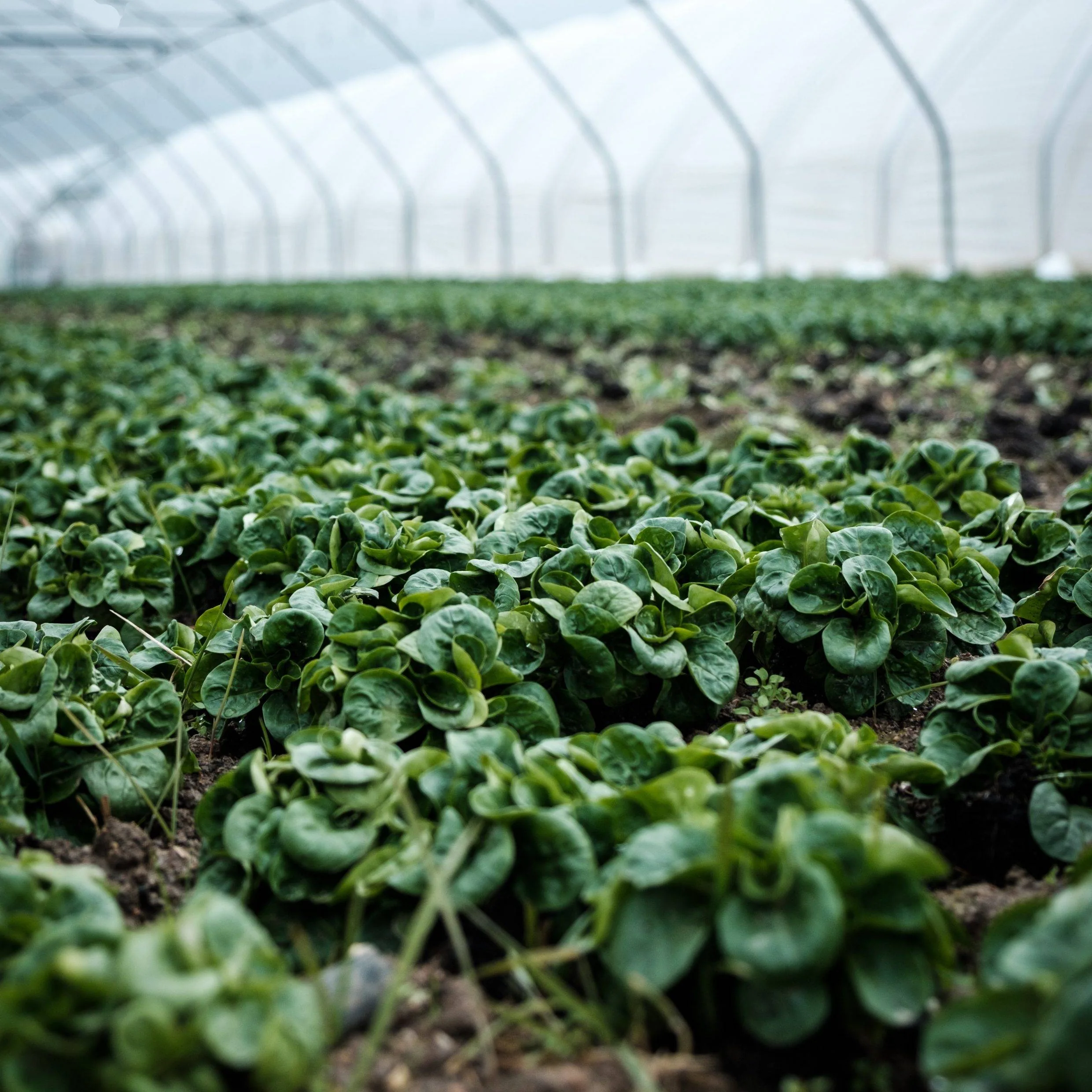 Growing Local Economies Through Agriculture