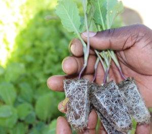 Agriculture LED