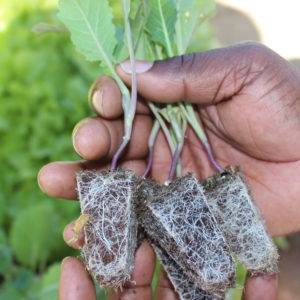 Agriculture LED