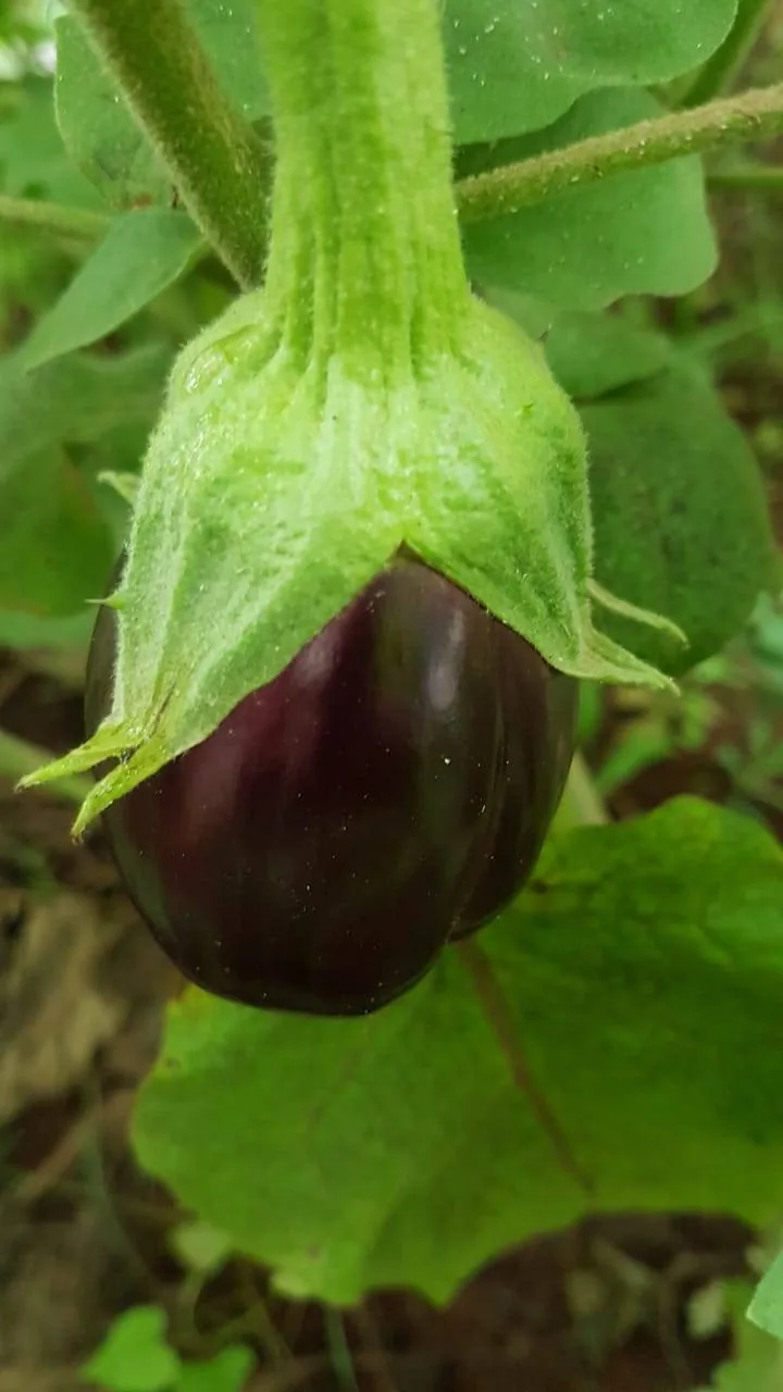 Eggplant crops