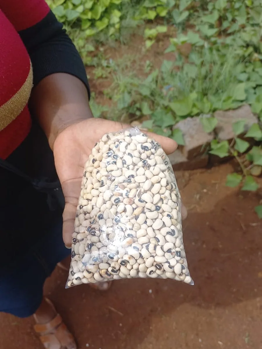 Cowpeas grown in a community food garden, packaged for sale through a local livelihoods programme